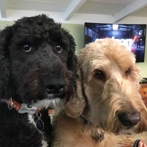 Meet your Posher, Dianne